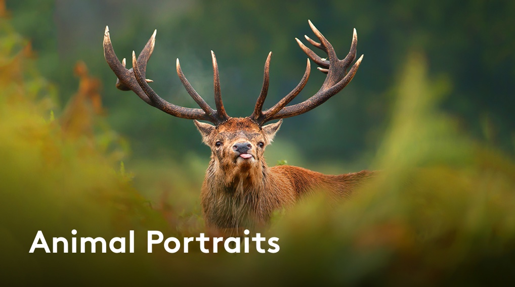 Animal Portraits