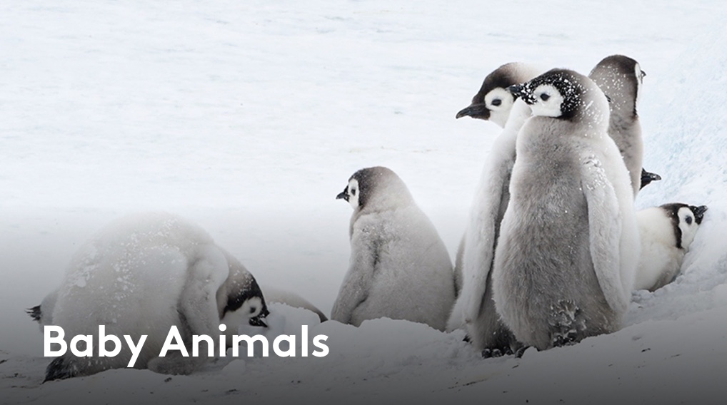 Baby Animals