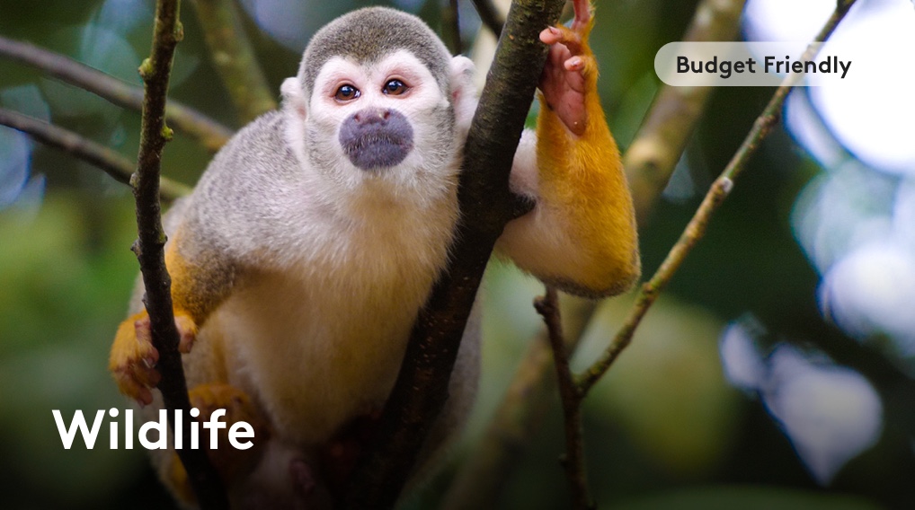 Budget Friendly: Wildlife
