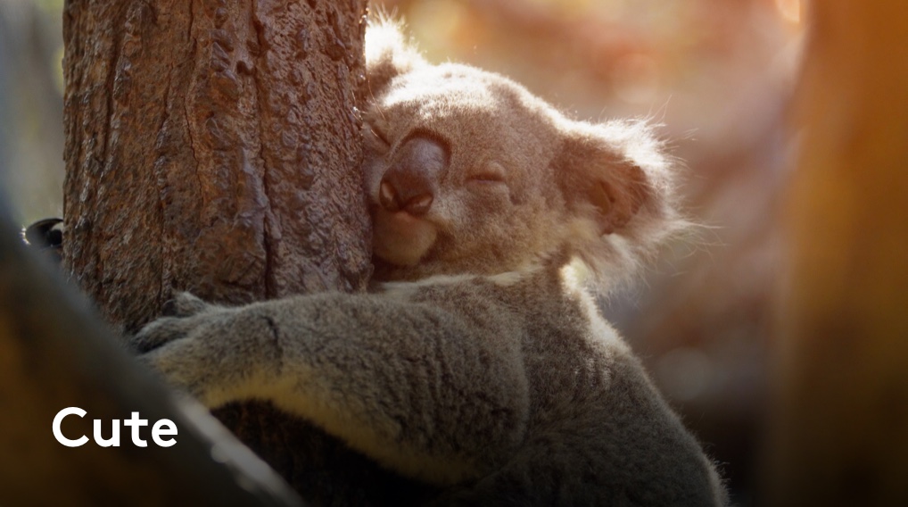 Cute