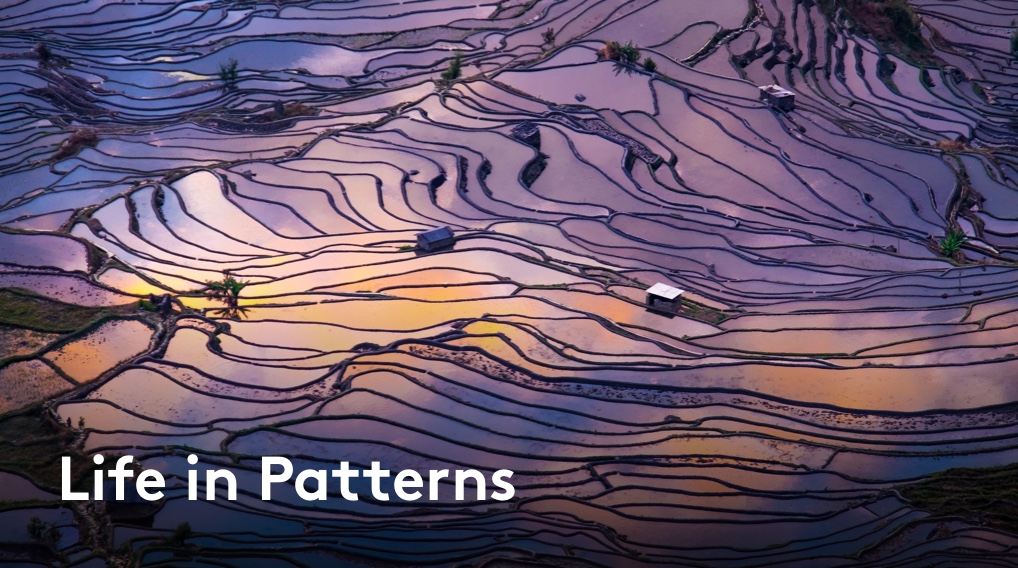 Life In Patterns