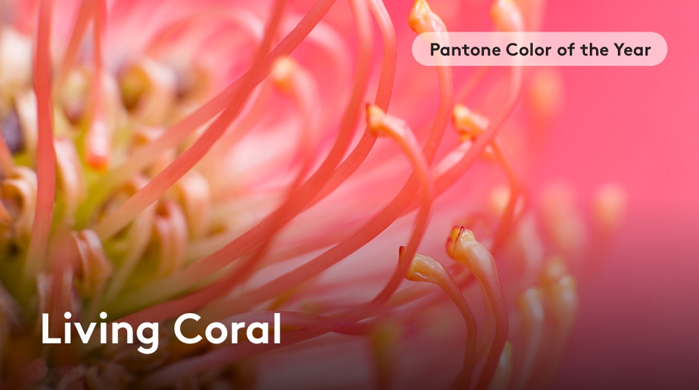 Pantone: Living Coral