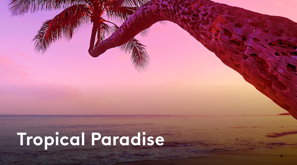 Tropical Paradise