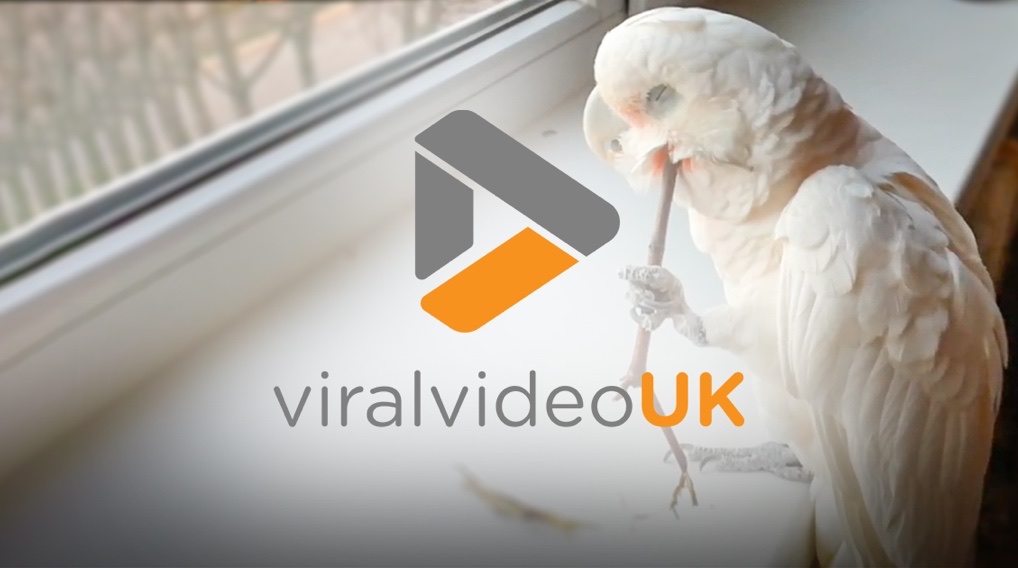 Viral Video UK logo over a white bird by a window.