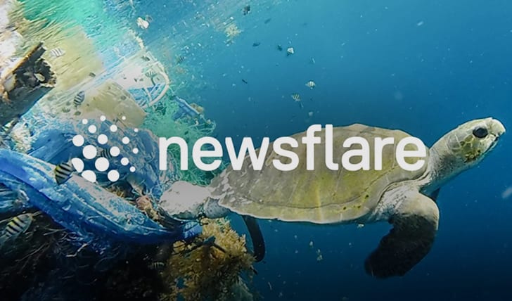 Newsflare logo over a sea turtle swimming in the ocean.